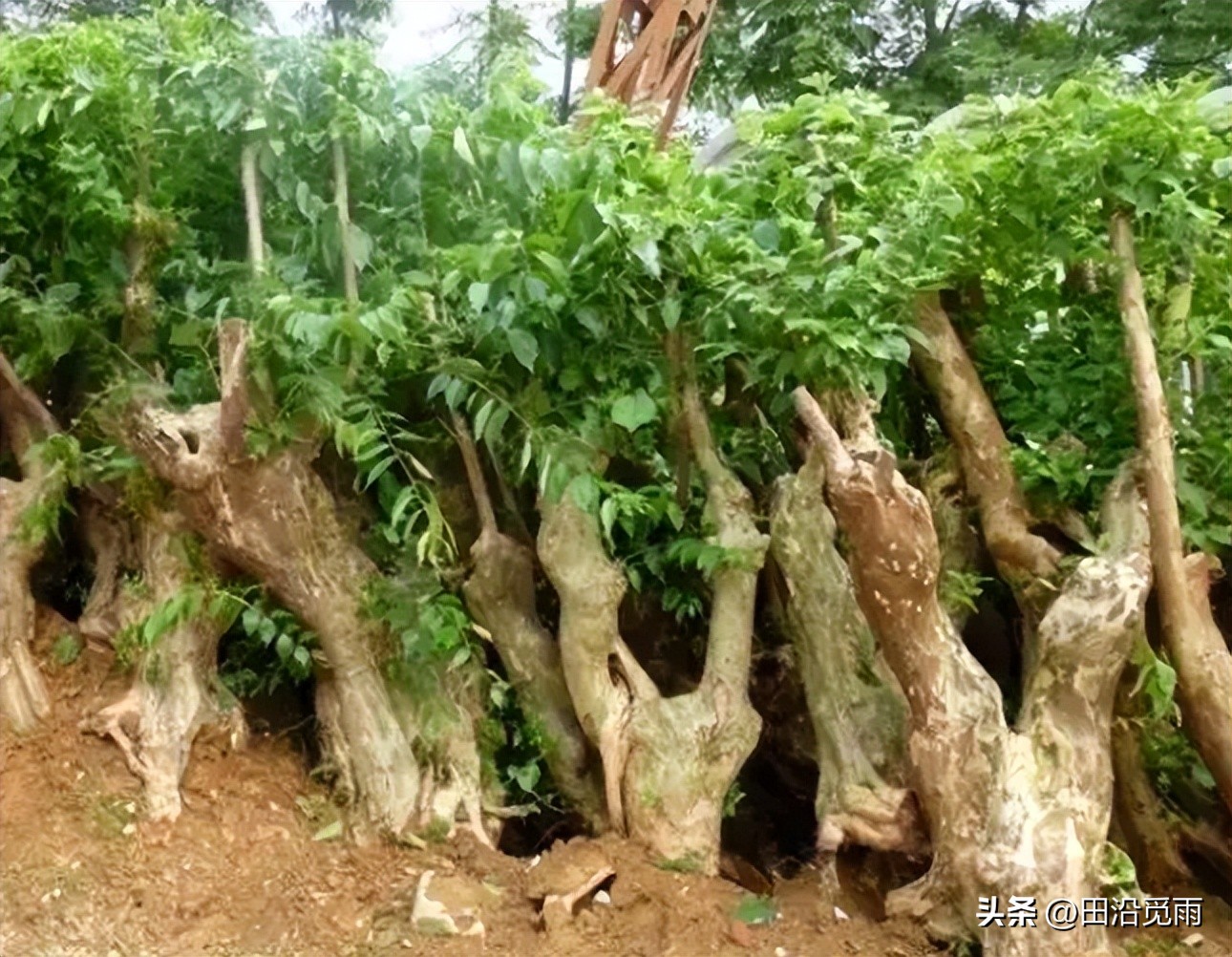 刚挖的盆景树怎么修剪,刚挖出来的盆景养护方法