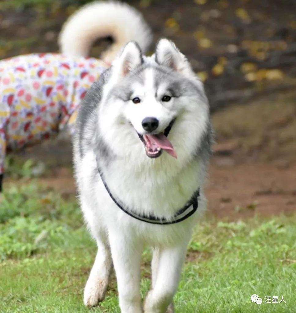 小黄狗长大的过程,小黄狗长大过程