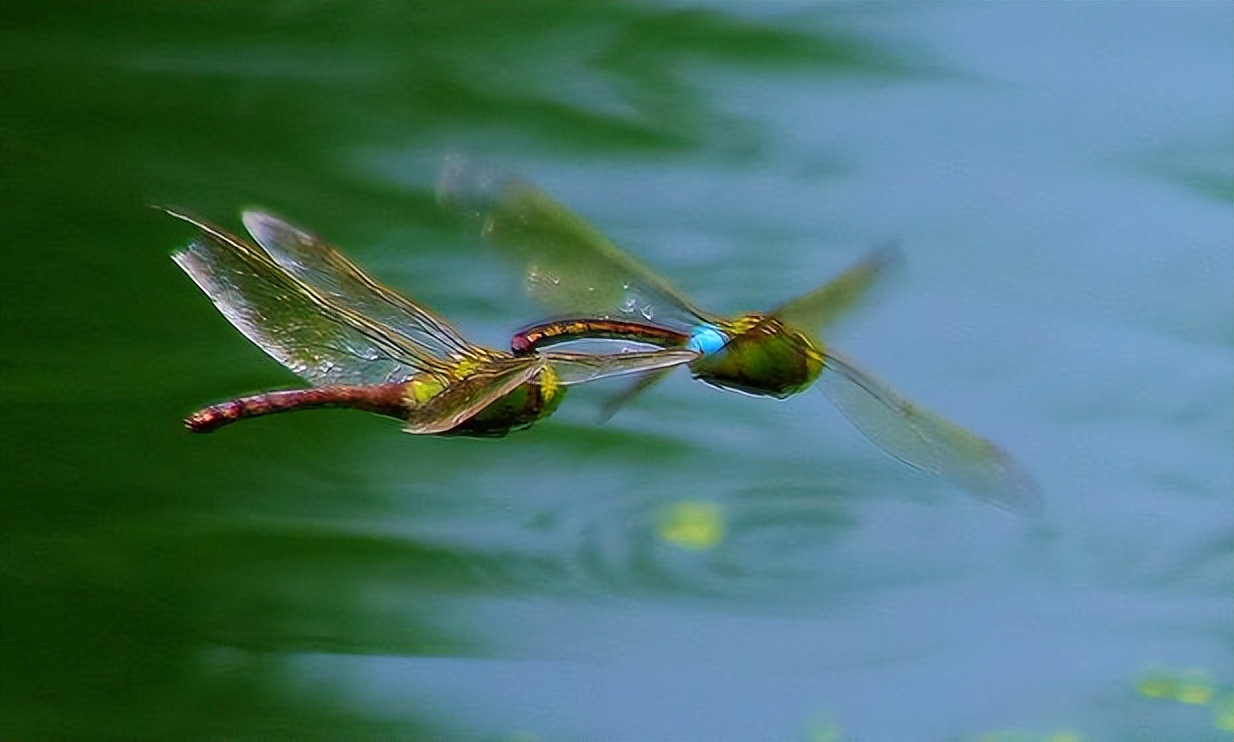 蜻蜓有哪些习性和知识呢,蜻蜓为什么会飞以后就不能下水了