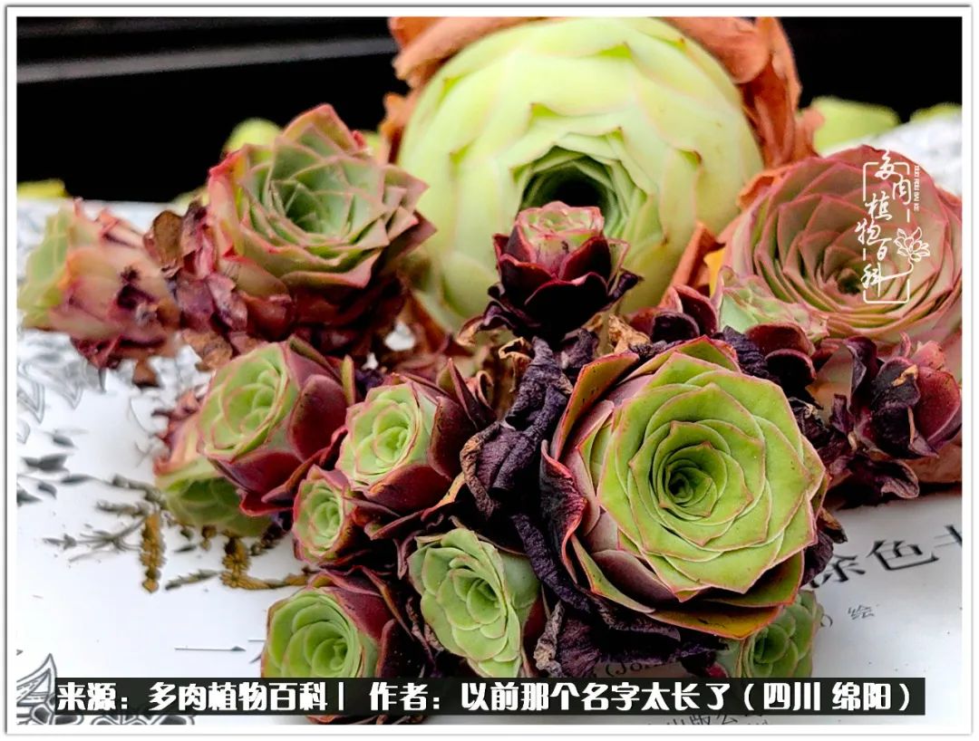 夏天山地玫瑰,小清新山地玫瑰