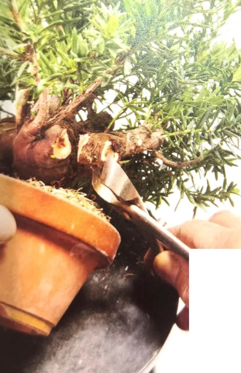 舍利红豆杉盆景,红豆杉老桩盆景怎么修剪