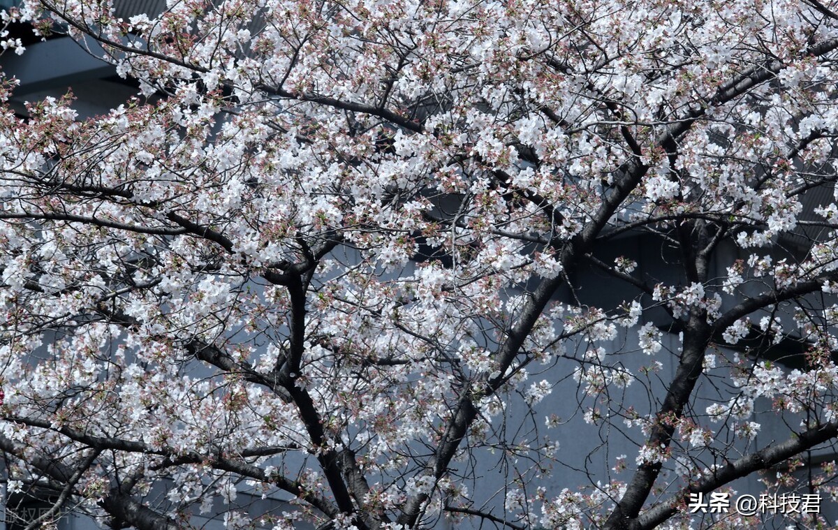 鸡鸣寺人潮拥挤,鸡鸣寺人山人海最新