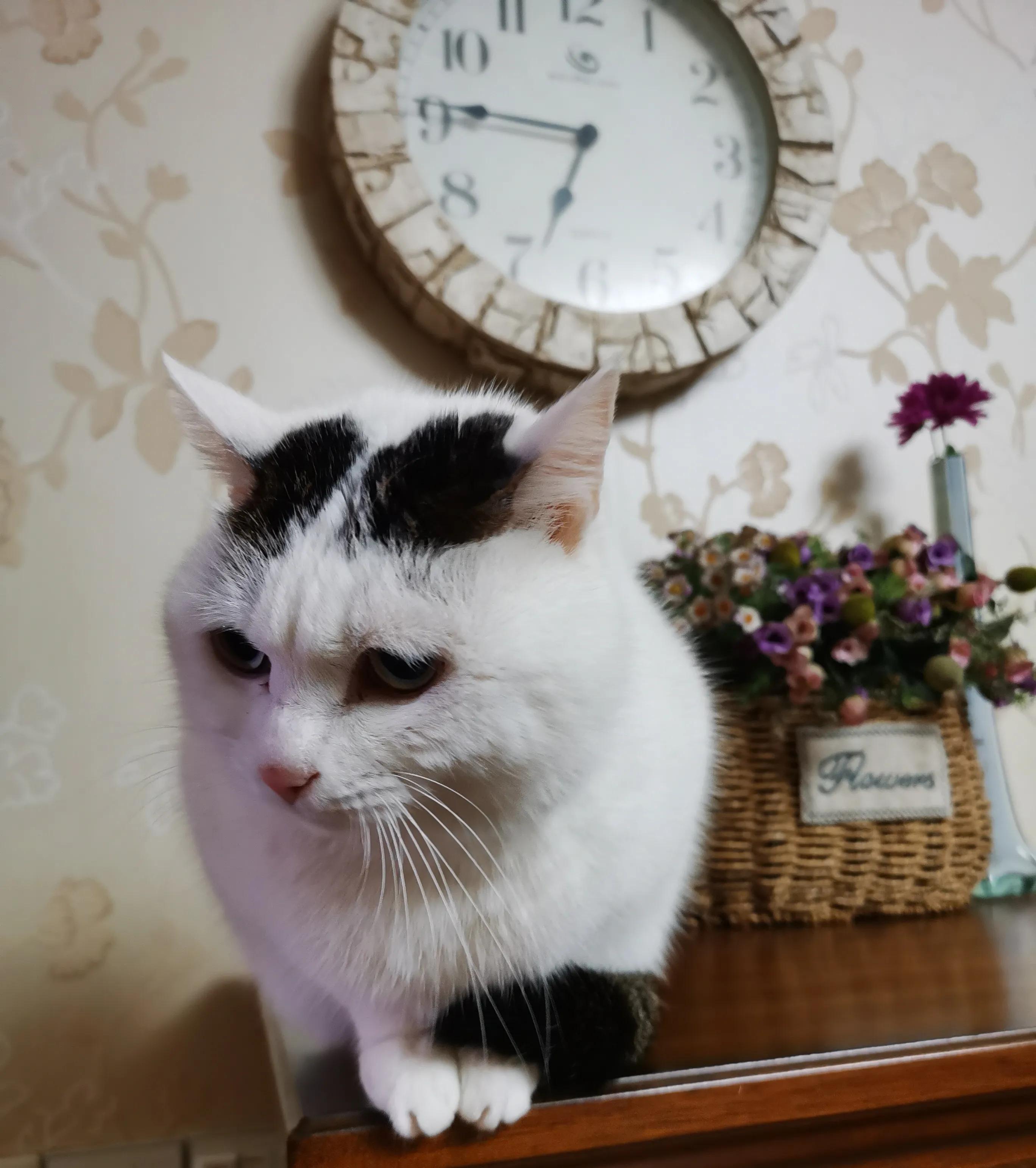 不辞而别的咪咪