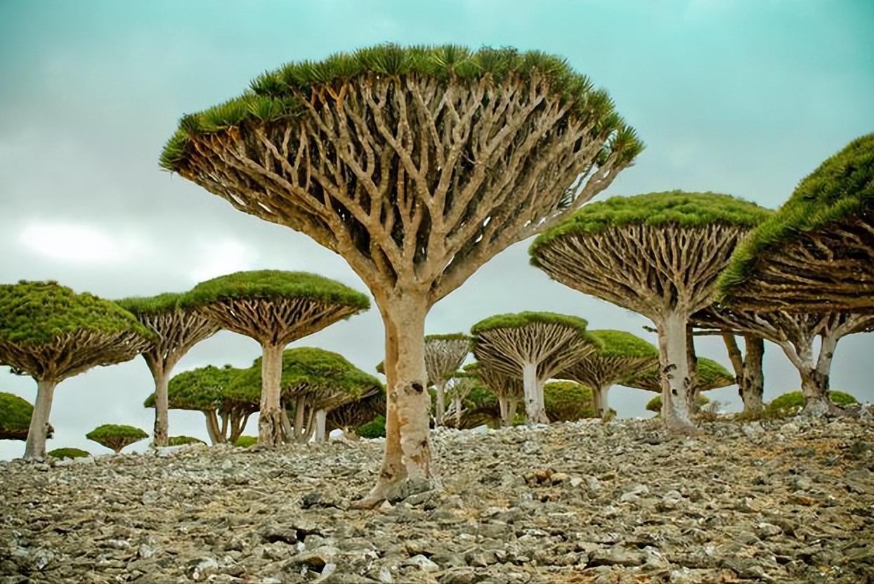 世界上最奇怪的10种树木的视频,自然界最奇怪的树