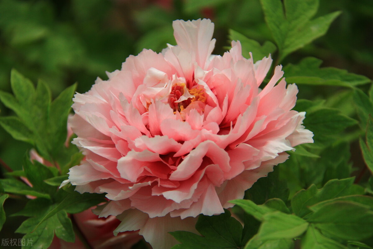 唯有牡丹真国色，花开时节动京城——牡丹，自是花中第一流