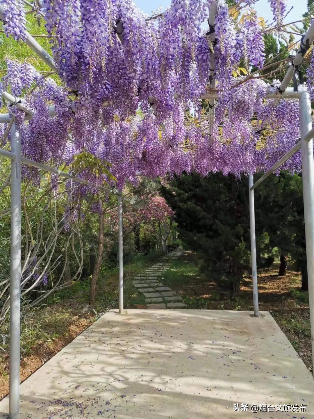 烟台2018年赏花攻略全集,春天烟台赏花地点推荐芝罘区