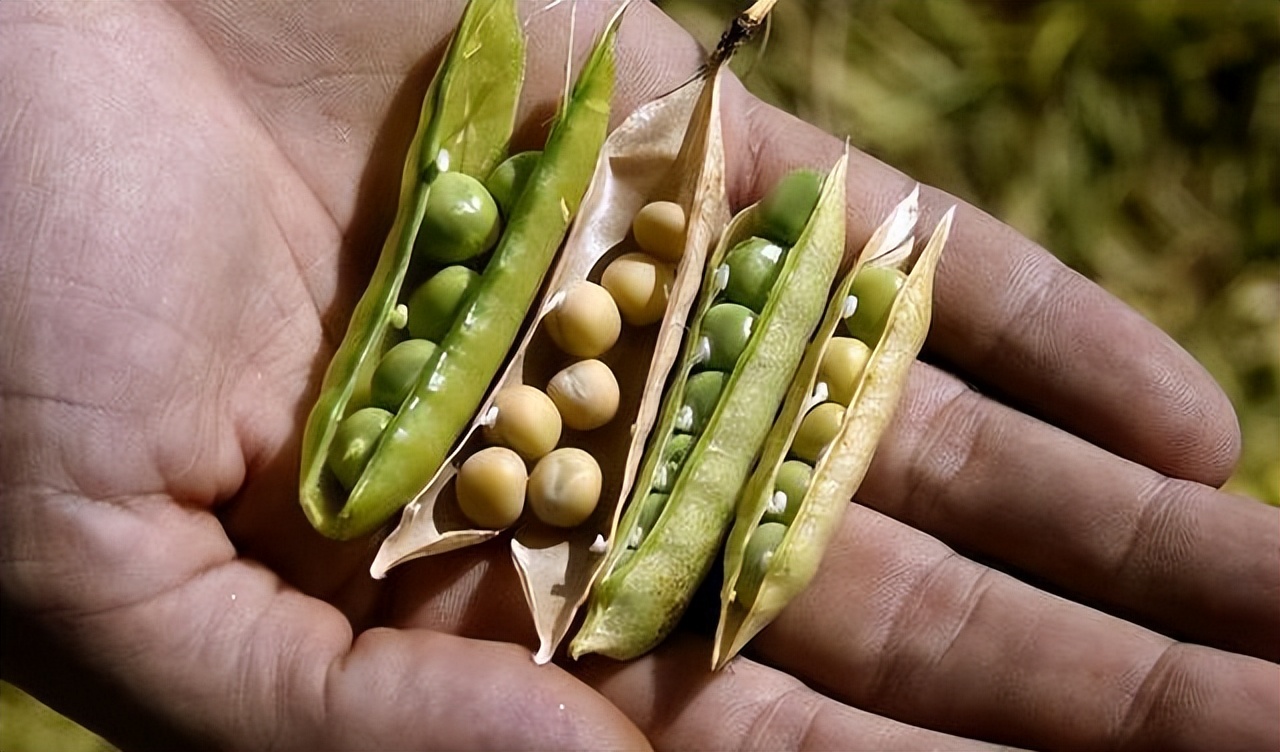 中国赠送美国大豆种子,中国大豆种子是谁送给美国的