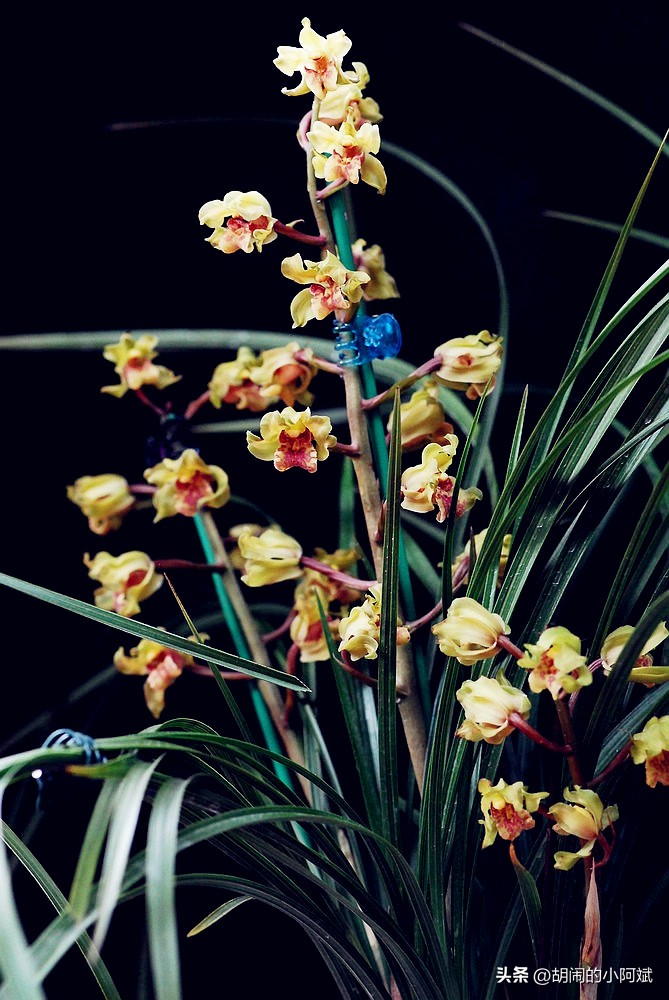 浙江发现一棵兰花，确实很“惊艳”，美翻你的客厅，好似祥云降临