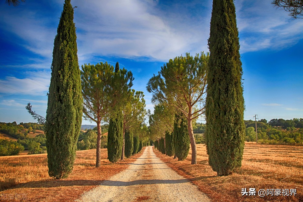 坟前长竹须迁坟,坟前长竹寓意步步高升竹报平安