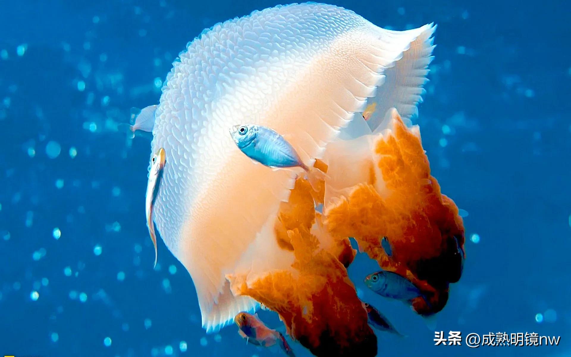 奇怪又美丽的水母,透明漂亮的水母