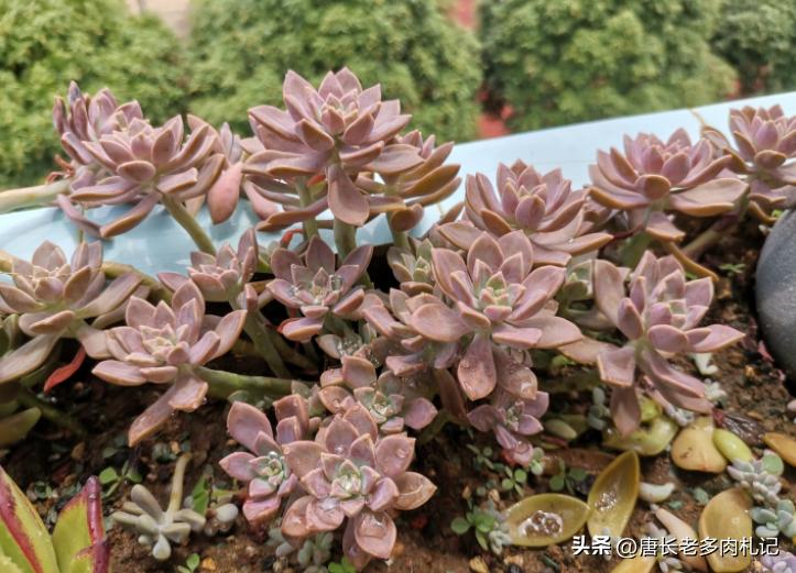 多肉阿伦怎样养护,夏天不怕晒的多肉品种