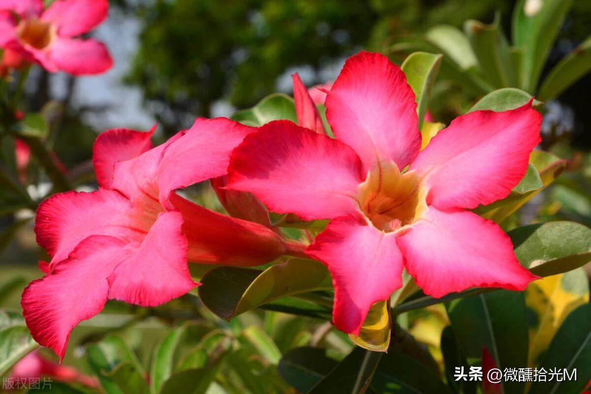 推荐10种最适合夏天养的花,君子兰开花时夏天几天浇一次水