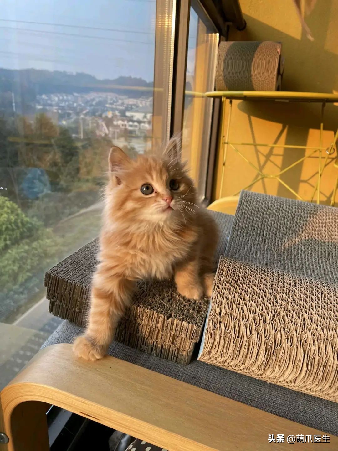 猫吃米线,猫吃米线吗