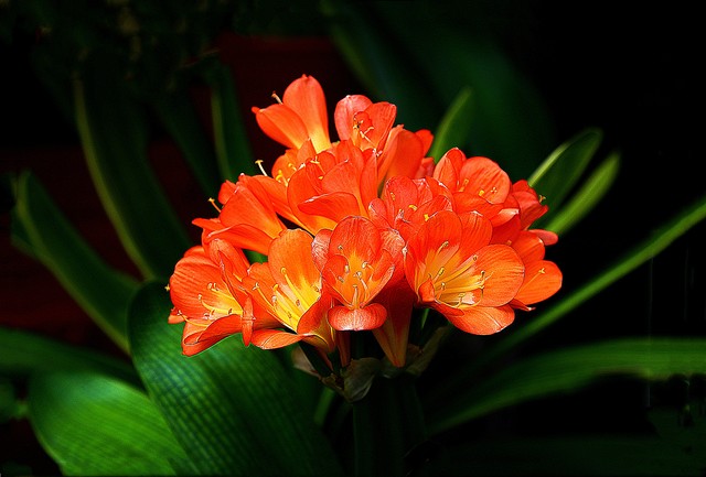 君子兰翻盆最好方法,君子兰如何翻盆和事后管理