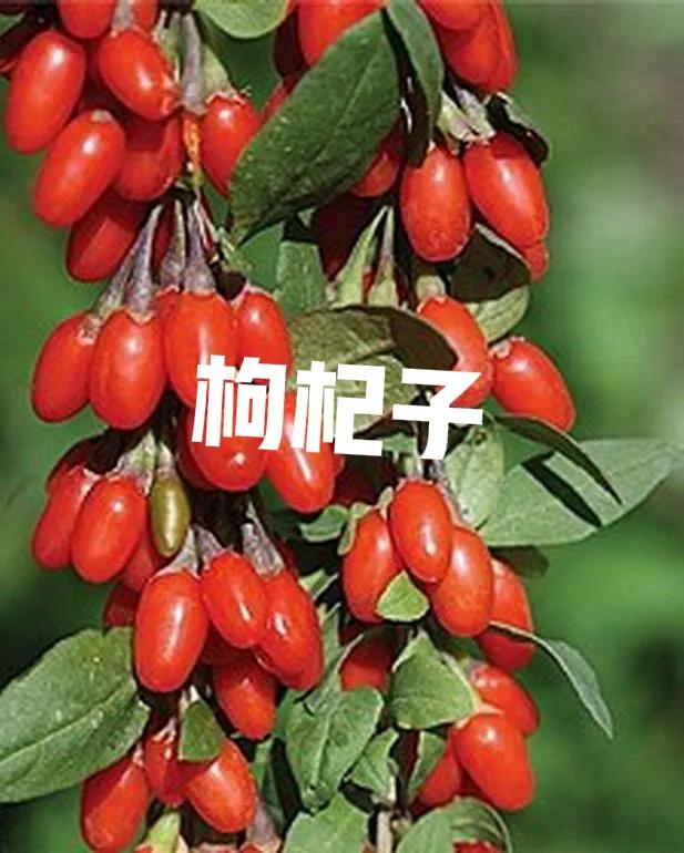 五子衍宗丸是道家古方,五子衍宗丸经典名方