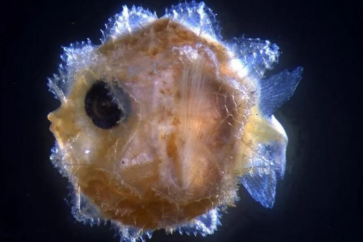 海中翻车鱼,海洋自助餐翻车鱼