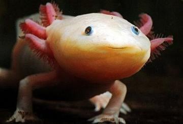 六角恐龙在墨西哥的原生态环境,娃娃鱼墨西哥钝口螈六角恐龙