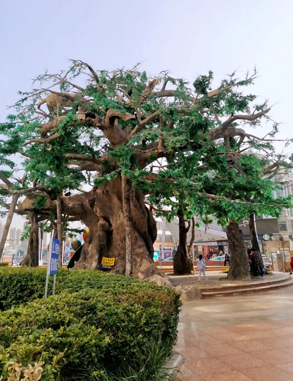 天津旅行攻略吃饭,天津哏都一日游