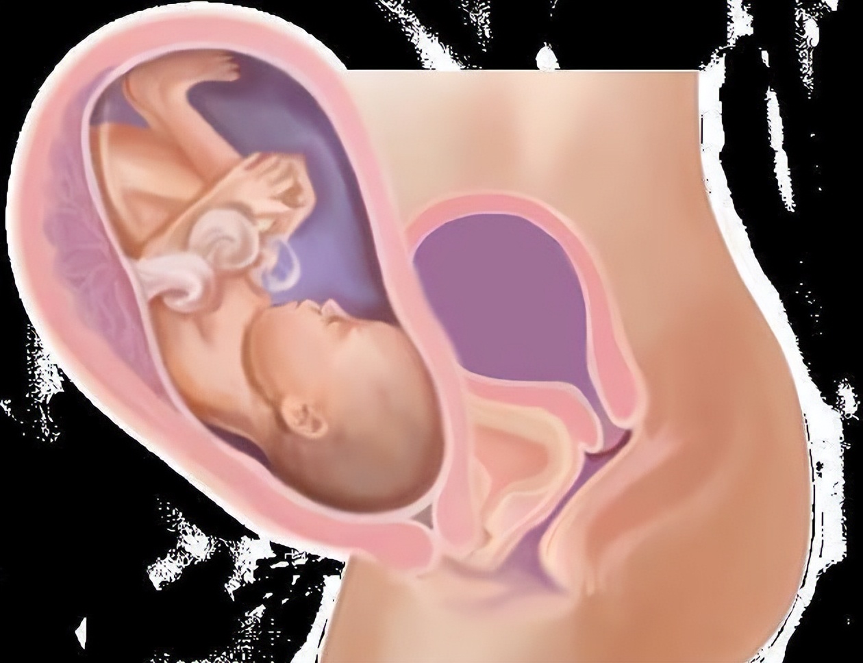 从受孕到分娩约四十周,从受孕到婴儿每天的变化