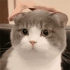 交友聊天第一个表情包,年底回家相亲表情包