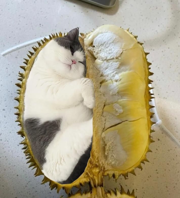 榴莲有点开口了有点长毛,榴莲靠近核的地方像长毛