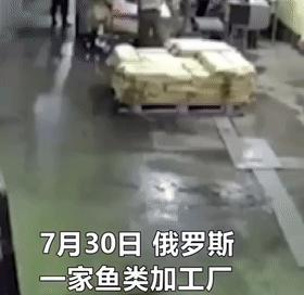 熊在俄罗斯没有尊严,最有尊严的俄罗斯熊