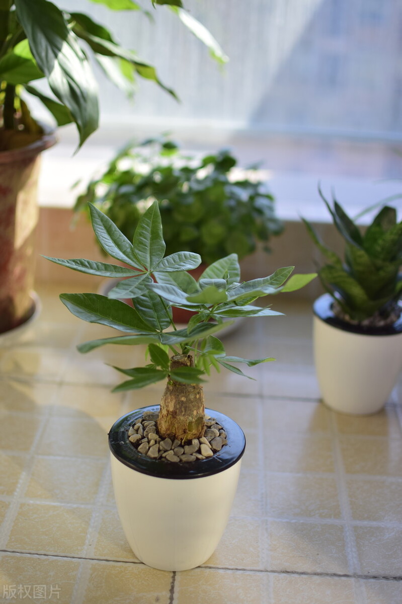 客厅摆放什么绿植好看又好养,客厅最适宜摆放的绿植