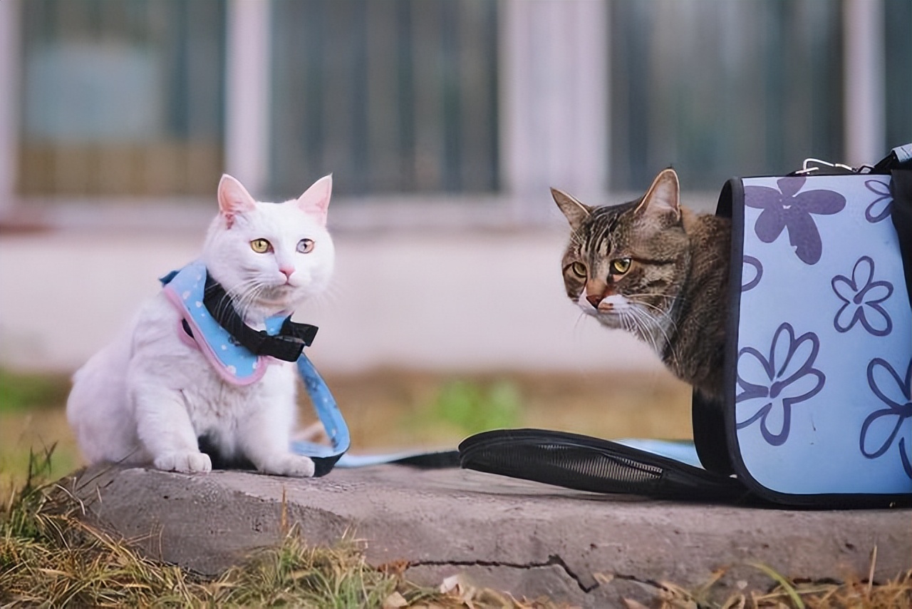 猫咪讨厌你的5个表现你中了几个,猫咪最讨厌的几种东西是什么呀