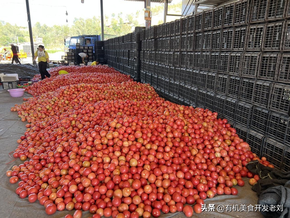 番茄怎么储存才能保持营养,番茄怎么储藏的时间长