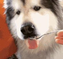 为什么阿拉斯加很少养,阿拉斯加雪橇犬有什么优点