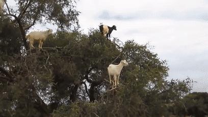 摩洛哥上树的羊,摩洛哥踢足球厉害吗