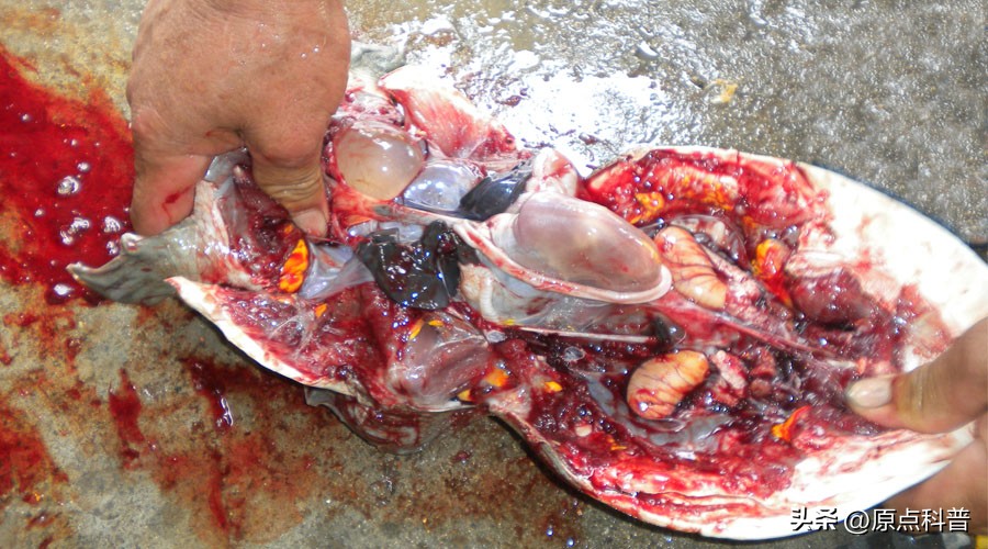 日本100种奇葩美食,日本八大奇葩美食