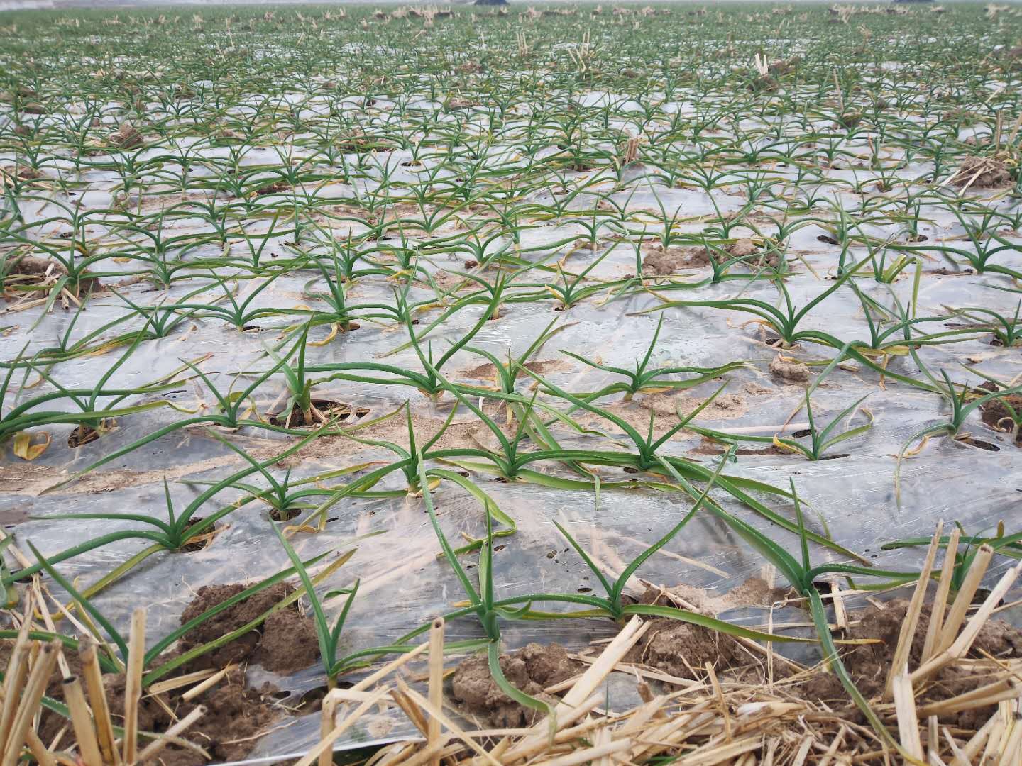 大蒜苗弱怎么壮苗,大蒜生根壮苗防冻套餐