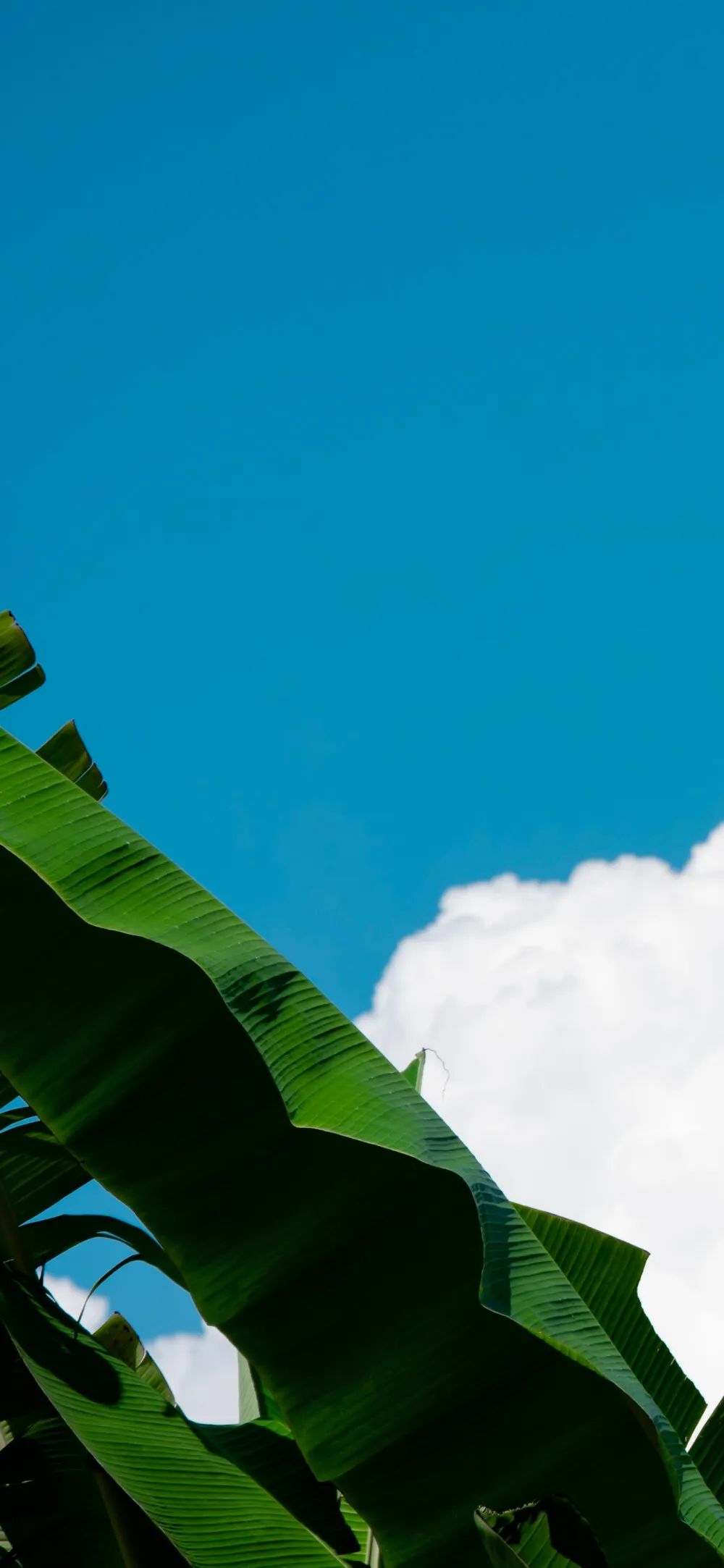 纰ц崏钃濆ぉ鎵嬫満澹佺焊瓒呮竻,钃濆ぉ缁垮湴鎵嬫満澹佺焊楂樻竻