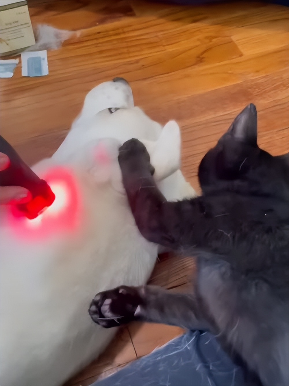 铲屎官养仓鼠捡到了一只狗,铲屎官捡回一只流浪猫