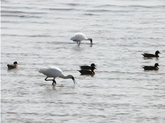 家底大揭秘！深圳究竟有多少“神奇生物”？