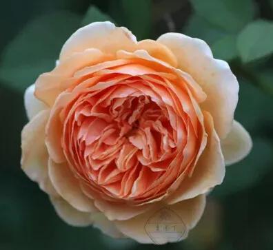 月季美图100张,妩媚动人的月季花图片