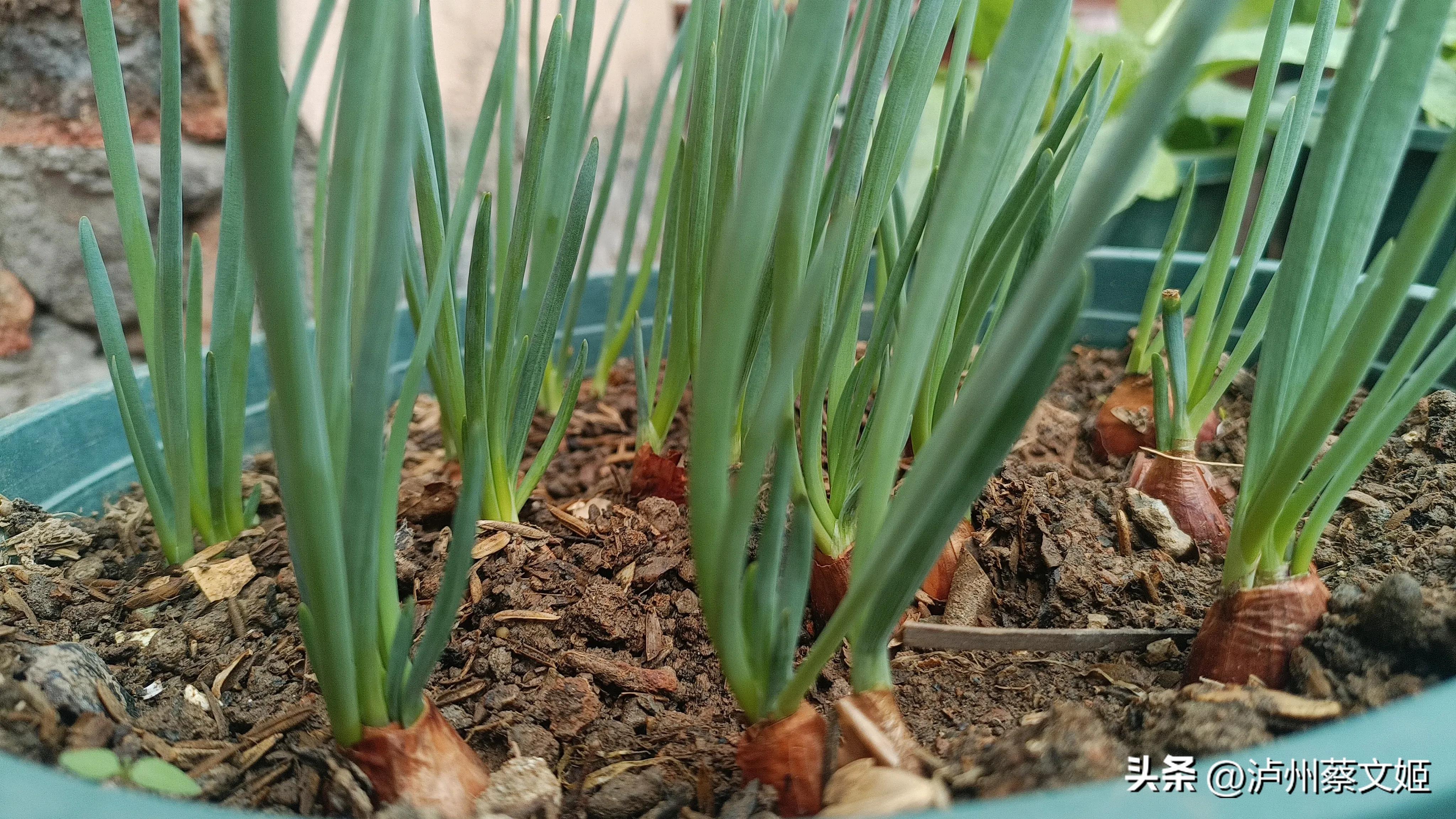 小葱怎样种植才能长得又粗又壮,小葱的种植技巧与管理方法