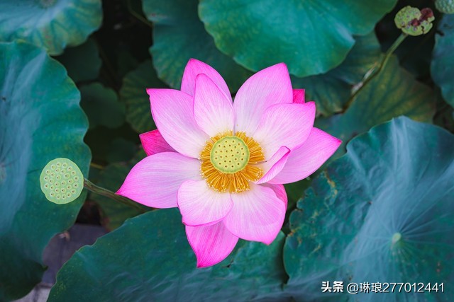 荷花是一种优雅高洁的美,荷花之美在于淡雅