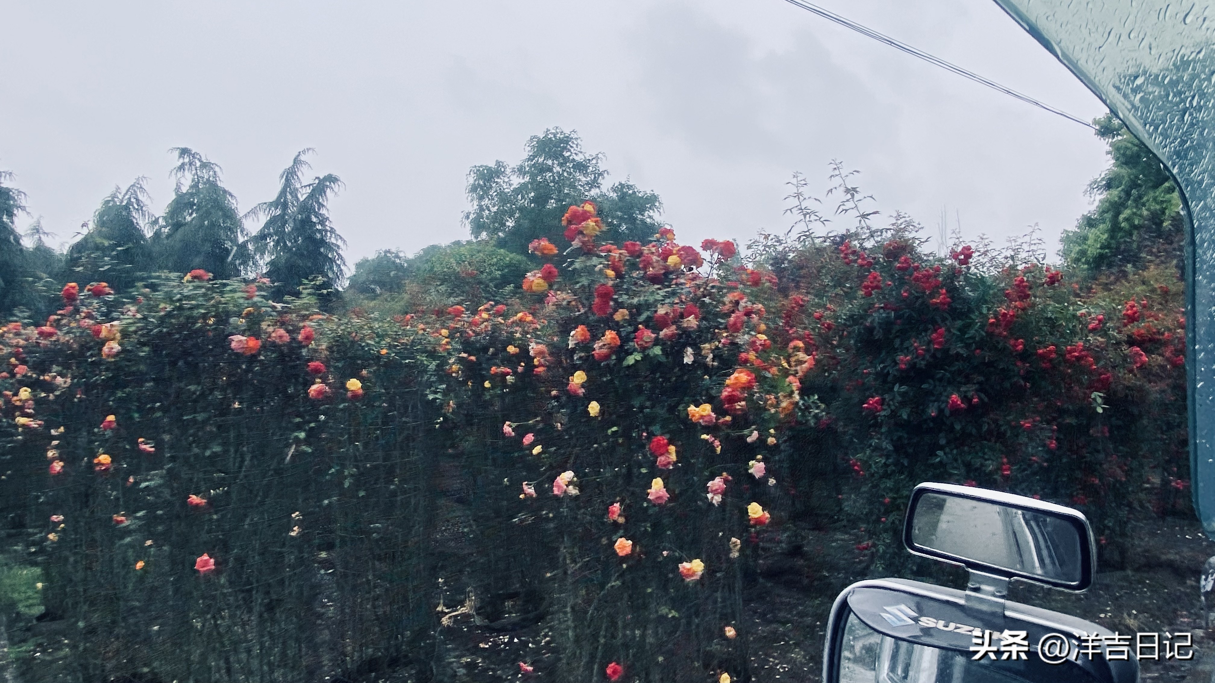 洋吉日记2023.4.28（花的意义？）