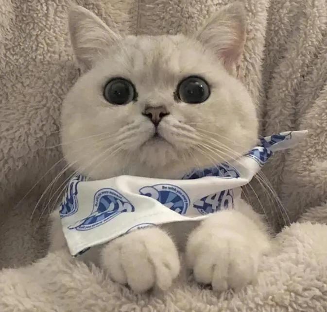 猫咪眼睛上面秃了怎么回事,猫咪眼睛上秃了是猫癣吗