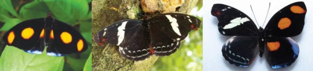 珍稀蝴蝶标本阴阳蝶,雌雄阴阳蝶图片