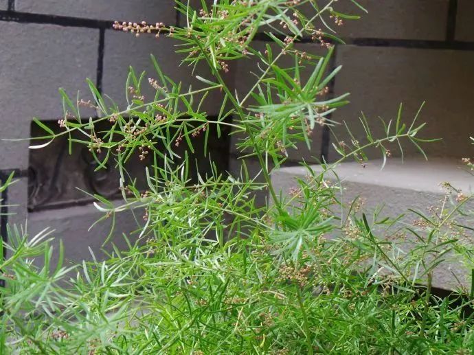 方寸好物|柔滑、水盈、清香，让人沉浸其中的天冬乳