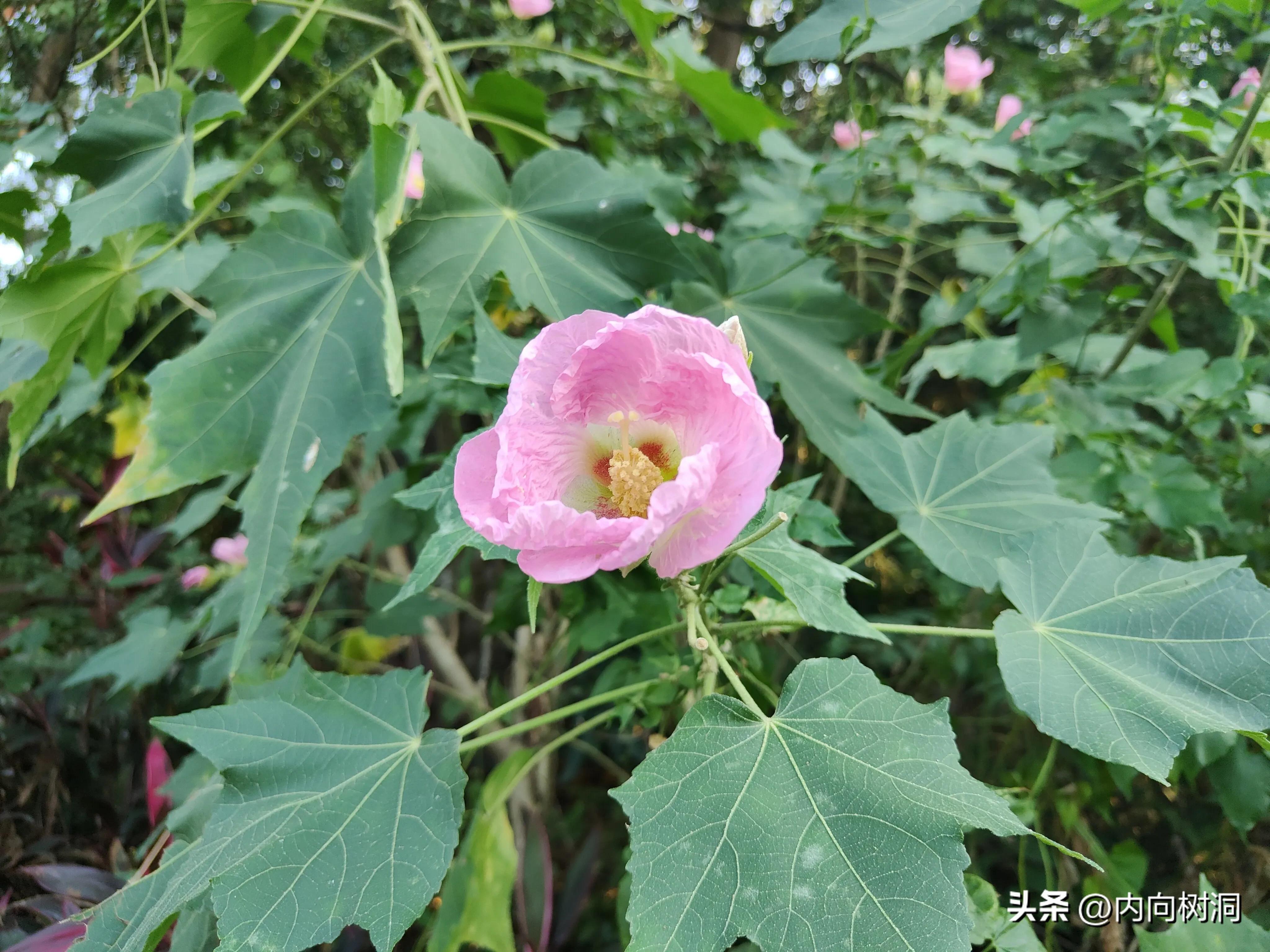 淘金山求水山徒步线路,求水山淘金山绿道在哪里