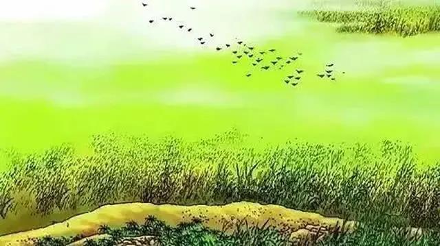 生命力顽强的小草视频,生命力顽强的小草