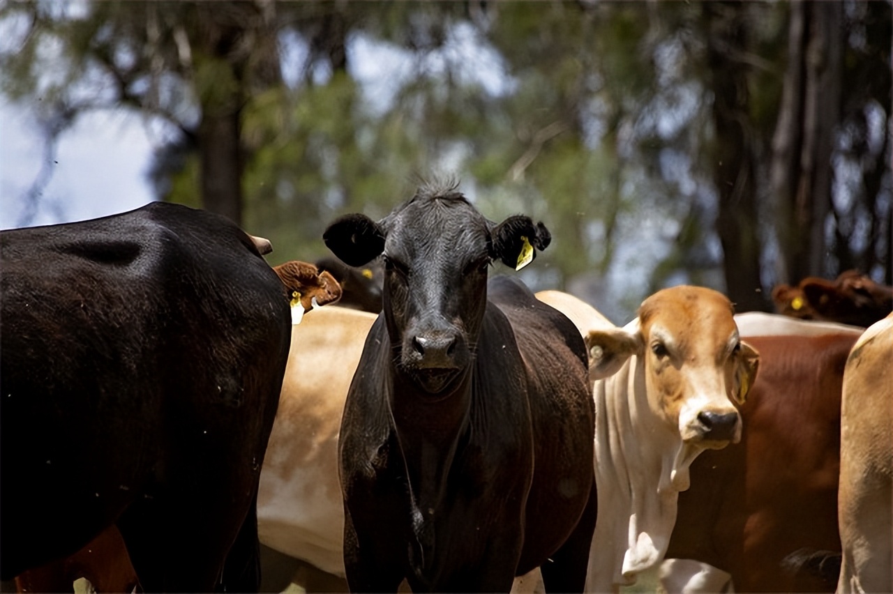 澳大利亚牛肉市场,中国与澳大利亚牛肉贸易发展前景