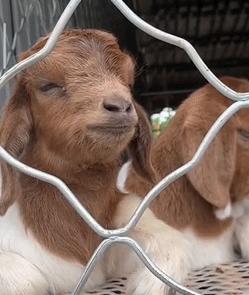 95后女大学生辞职返乡种地,95后女生返乡创业养鹅