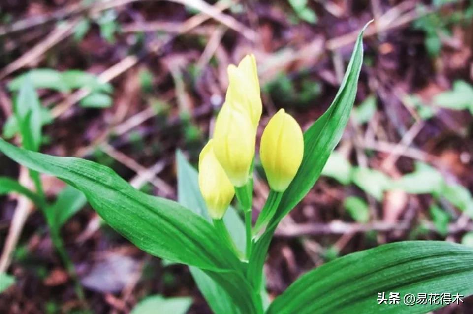 十大野生名贵兰花虎头兰,名贵兰花常见品种介绍图片