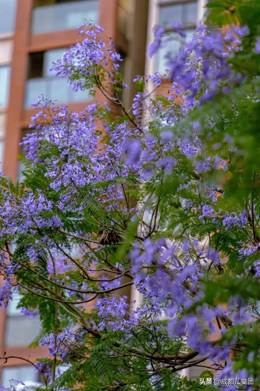 成都武晋路蓝花楹,昆明街头蓝花楹绽放成梦幻花海
