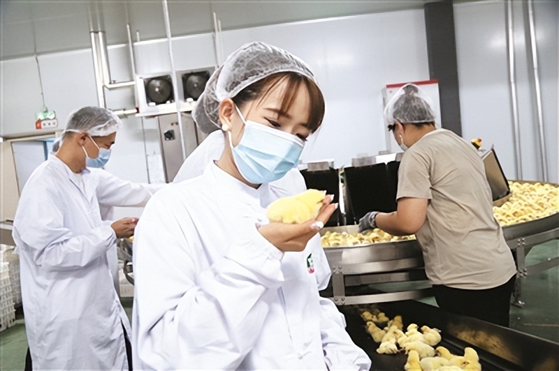 鸡雏孵化“啄”开致富路——四平“耘垦”科技赋能孵化产业见闻